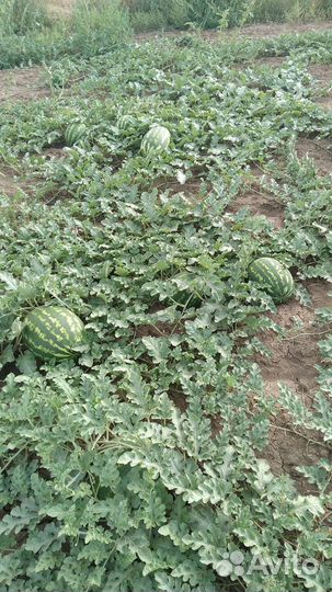 Арбуз оптом