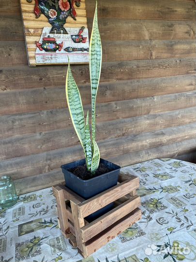 Сансевиерия (щучий хвост)