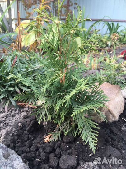 Туи Спиреи Вангутта Грефштейм Дугласа Гортензия