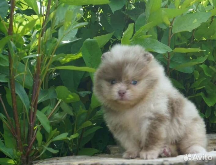 Красотка лиловый мерле