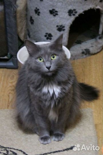 Кошка в дар