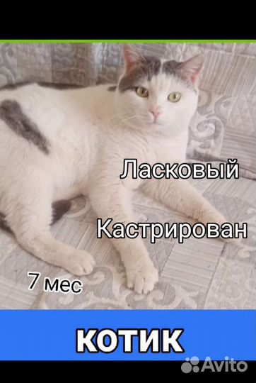 Кошечки и котики все кастрированы