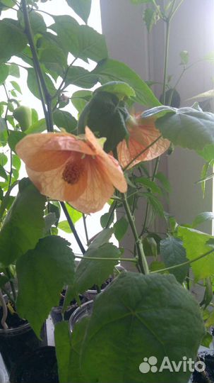 Комнатные цветы абутилон