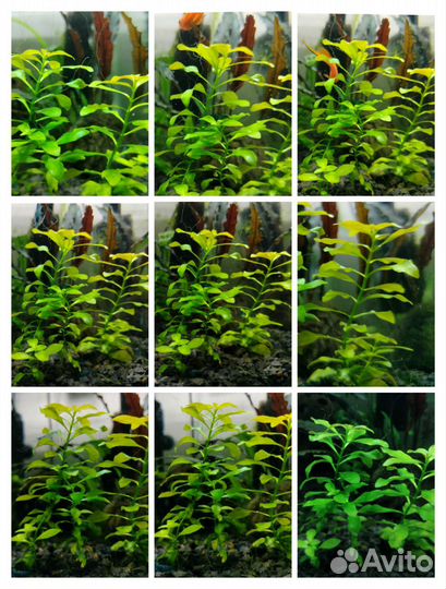 Аквариумные растения, улитки