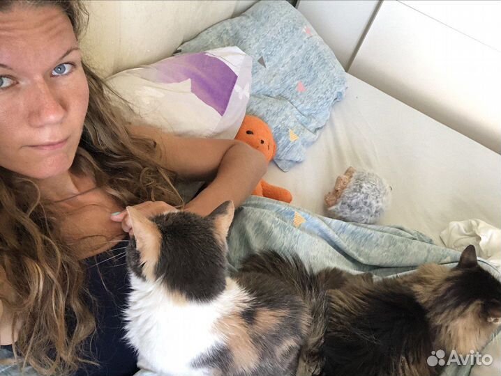 Котоняня, котомама, кетситер