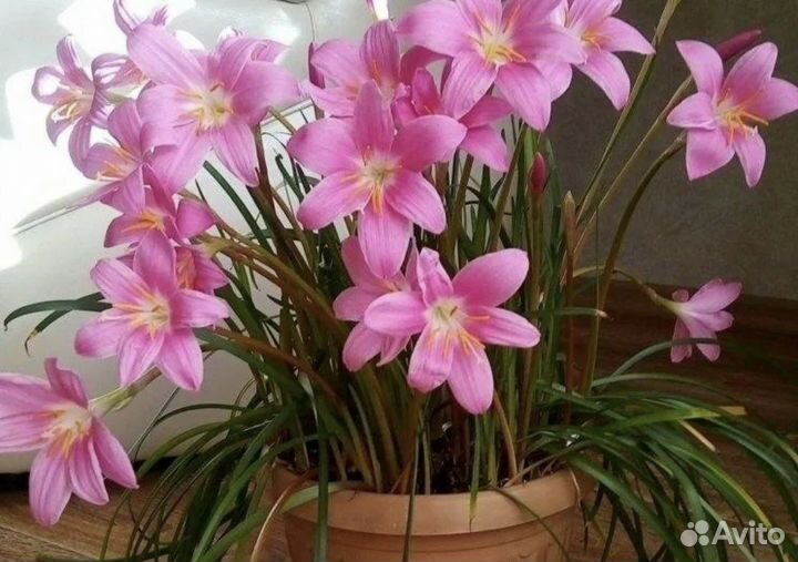 Домашние цветы