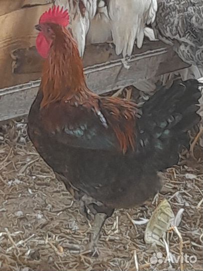 Петухи породистые