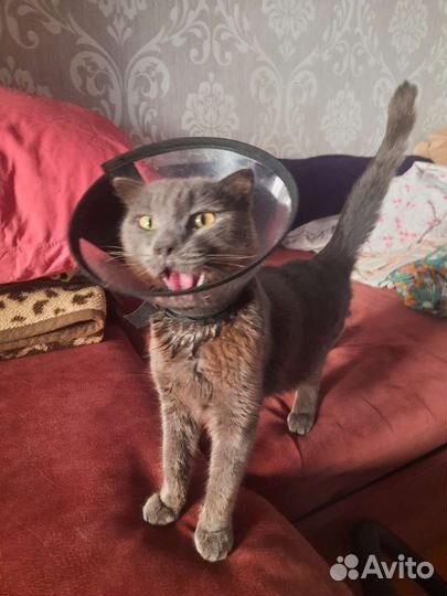 Милейший котик Лучик ищет заботливых хозяев