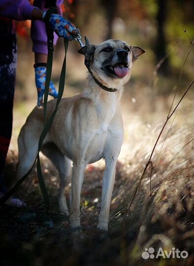 Милая Манечка