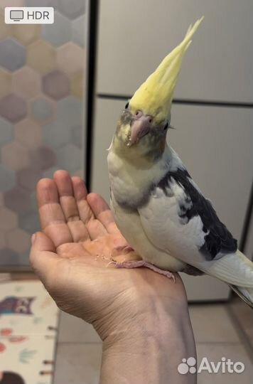 Ручной птенец колеллы не из питомника