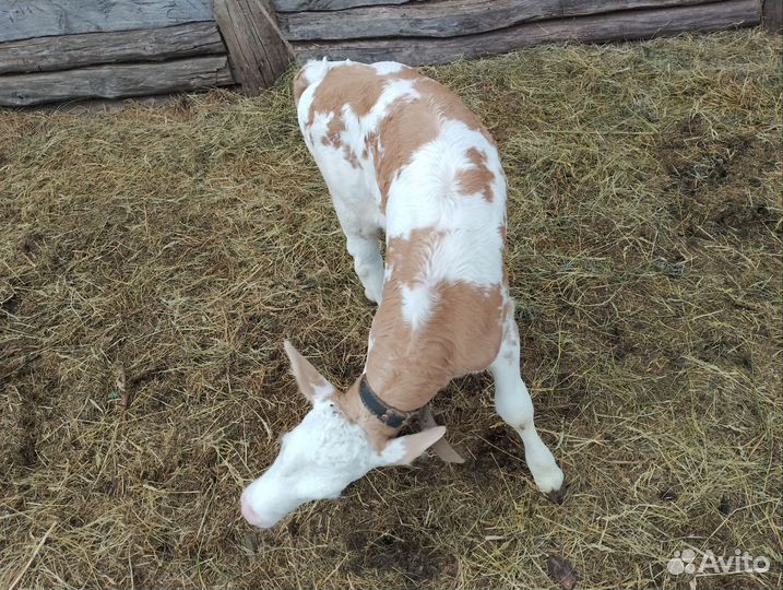 Телëнок-тëлочка