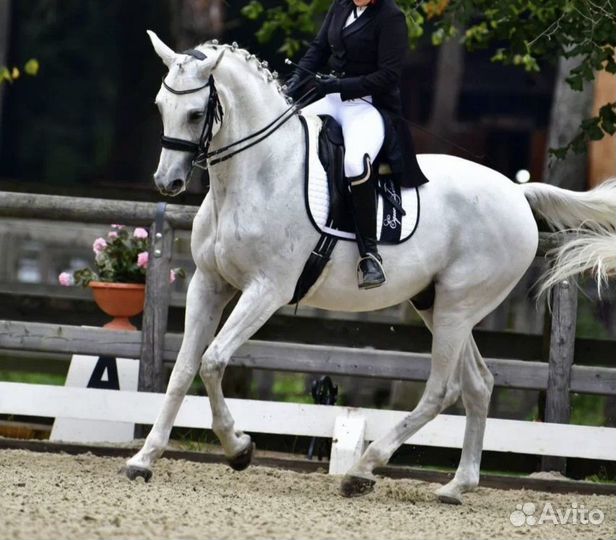 Выездковый мерин