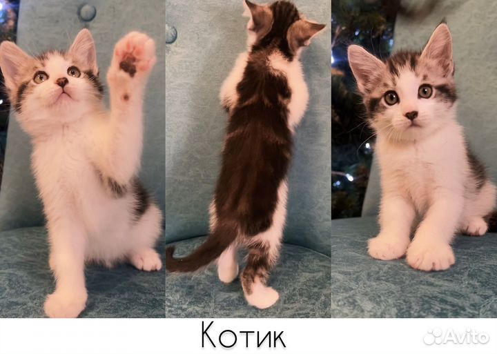 Котята