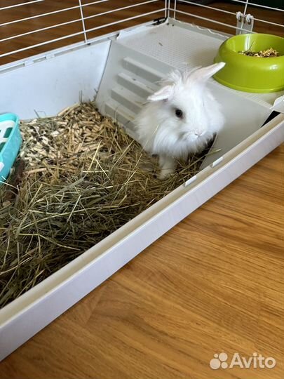 Кролик декоративный домашний