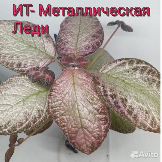 Эписции сортовые срезом