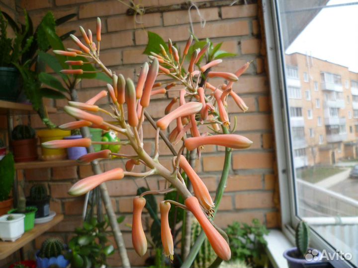 Алоэ Макулата