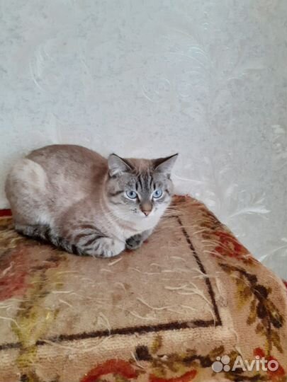 Кошки в добрые руки бесплатно