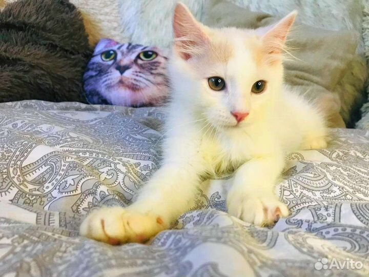 Пушистый котенок мальчик ищет дом