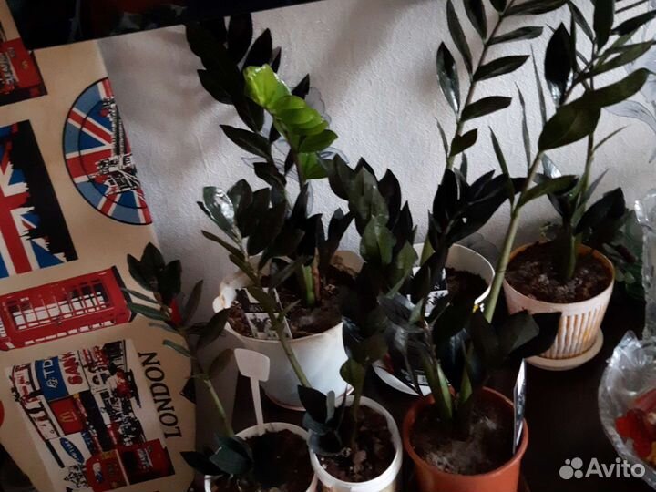 Замиокулкус Равен черный и зензи