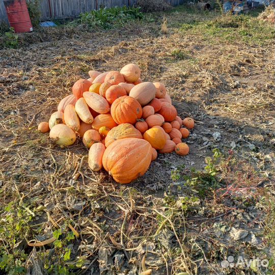 Тыква оптом