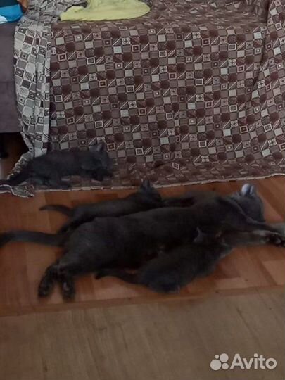 Котята в добрые руки