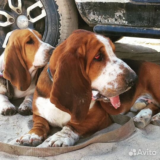 Щенки бассет хаунд