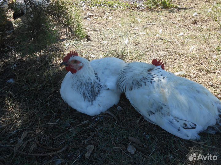 Куры несушки,Адлерская,Леггорн далматинец,инк.яйцо
