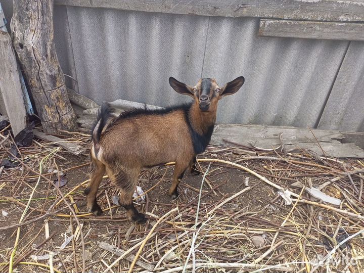 Нубийский козел