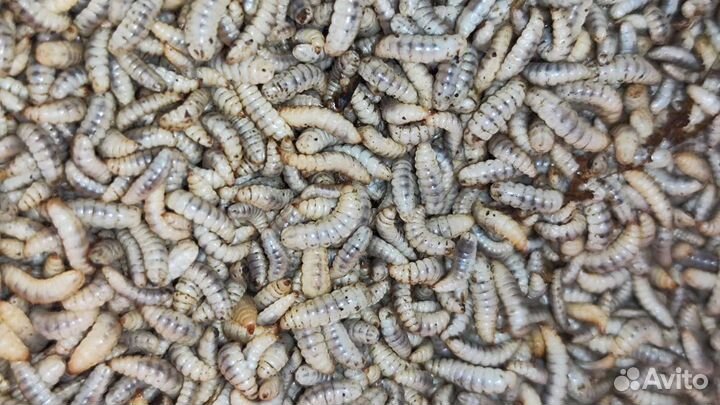 Личинки черной львинки