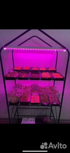 Микрозелень горох