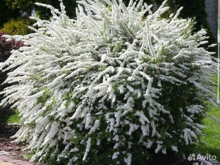 Спирея серая грефшейн саженцы