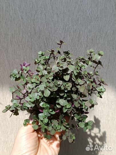 Домашние растения