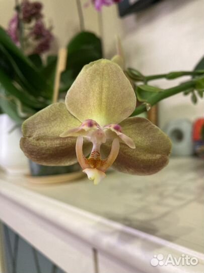 Орхидея фаленопсис Монако бантик