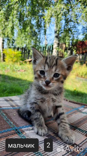 Котята в добрые руки бесплатно