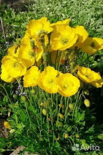 Мак Альпийский декоративный/ семена и растения