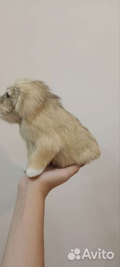 Игрушка собака