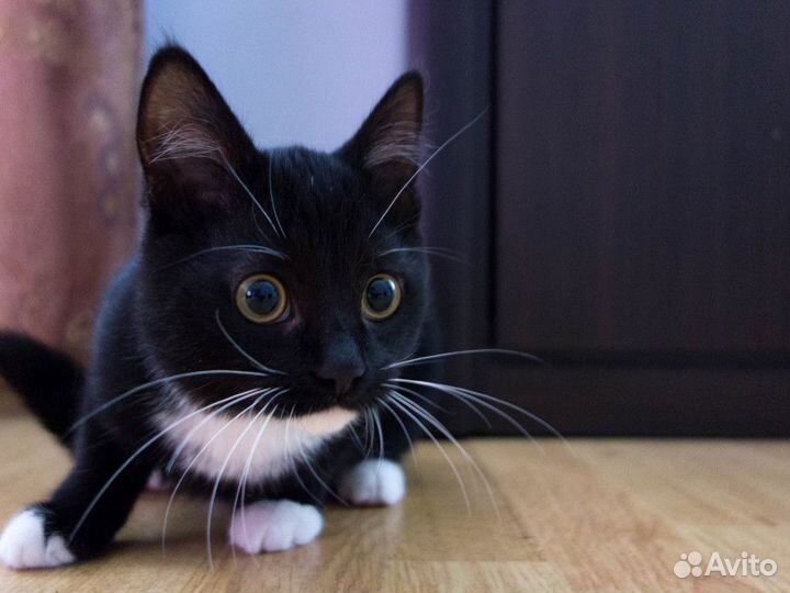 Филя -ласковый и игривый черно-белый котик 2,5 мес