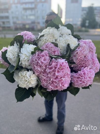 Гортензии гиганты