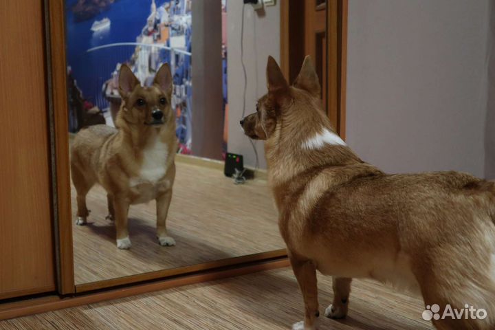 Гостиница для животных