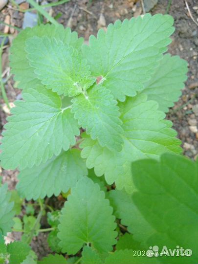 Мята перечная, Мелисса