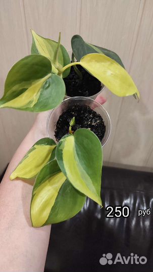 Филодендроны Бразиль,лазящий, эпипренум