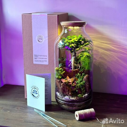 Флорариум Neopure Аполлион большой люкс издание