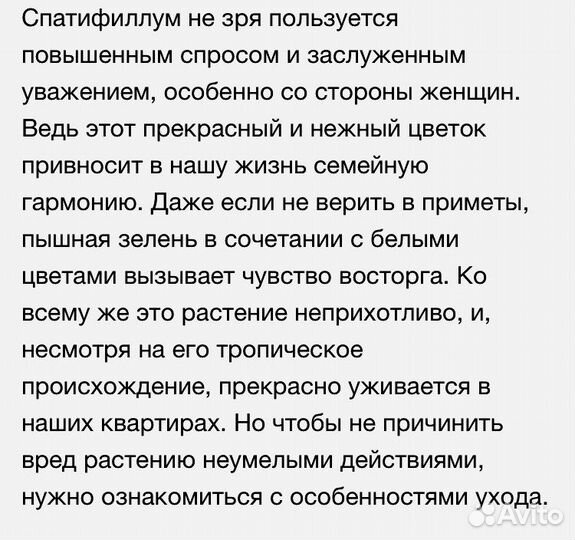 Спатифиллум(женское счастье)королевский