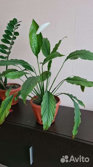 Комнатные цветы