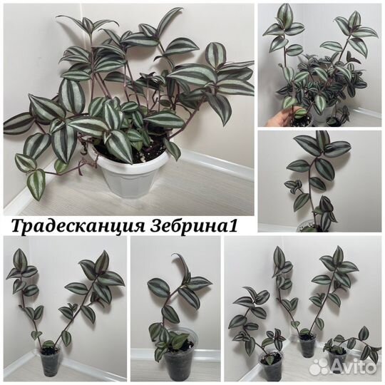Традесканции разных сортов