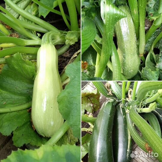 Кабачки домашние