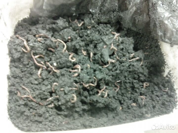 Красные калифорнийские черви