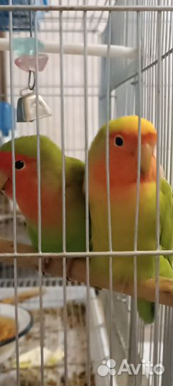 Попугай неразлучник птенцы и пара