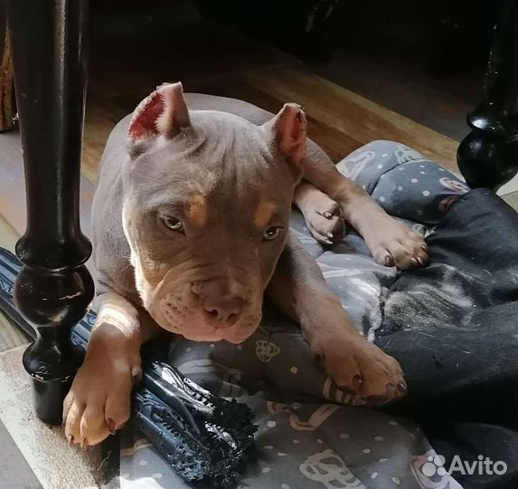 Щенок американского булли