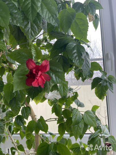 Комнатные растения